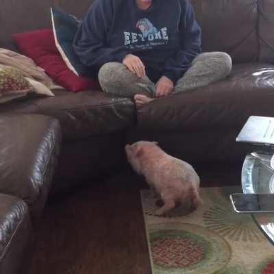 Learning to jump onto the couch