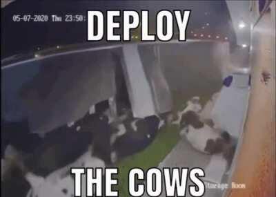 Deploy the cows