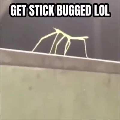 Get Stick Bugged!