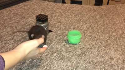 My amazing pet rat Mocha doing her fun treasure chest trick combo!