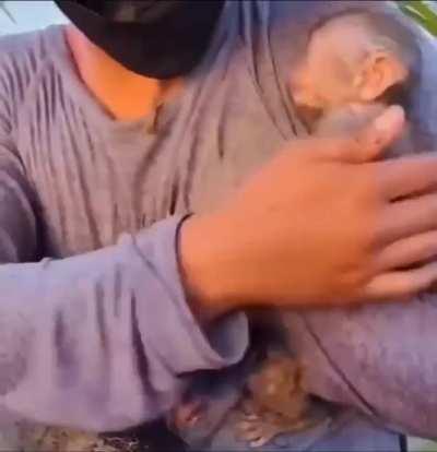 Saving a monkey trapped between nets