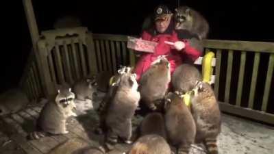 Feeding The Neighborhood Raccoons