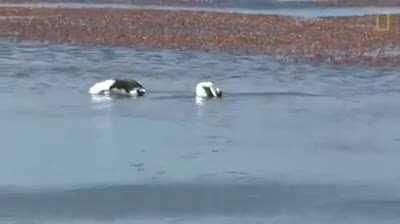 HAREKETLERE BAK AMK DELİLERİ HSUSJNSŞSİĞ