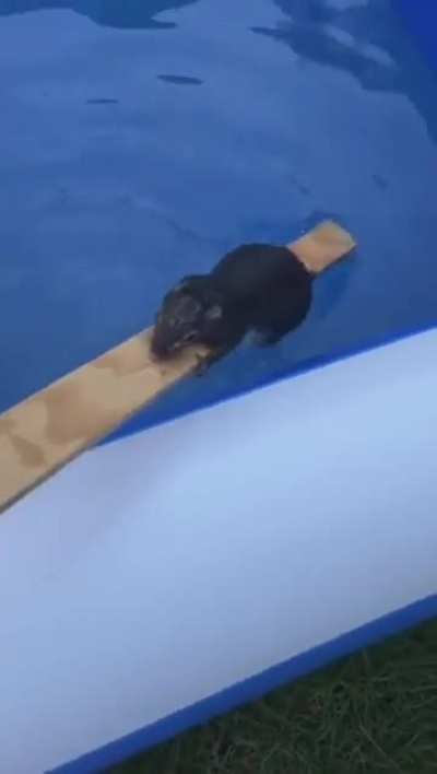 a guy pulls exhausted squirrel out of the pool