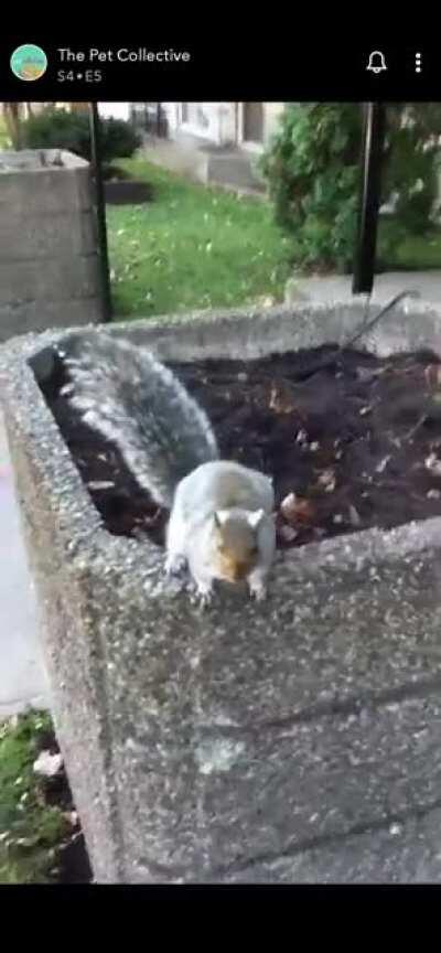 The 'Pet' collective???