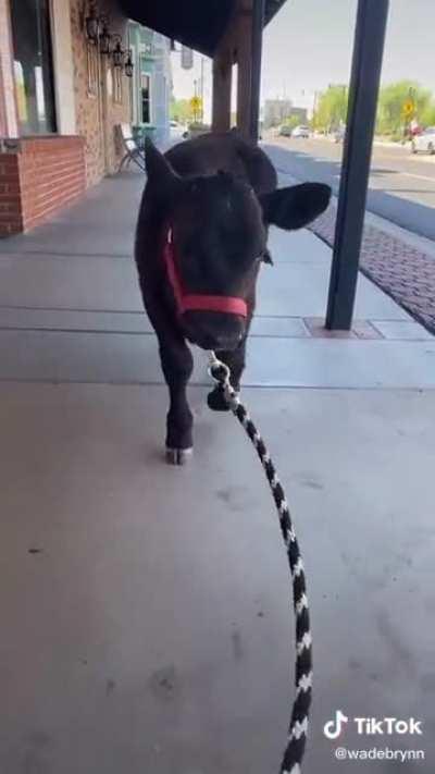 Woman takes a little cow out for a walk