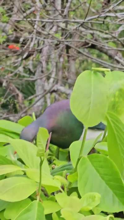 Tasty snack for a Kererū