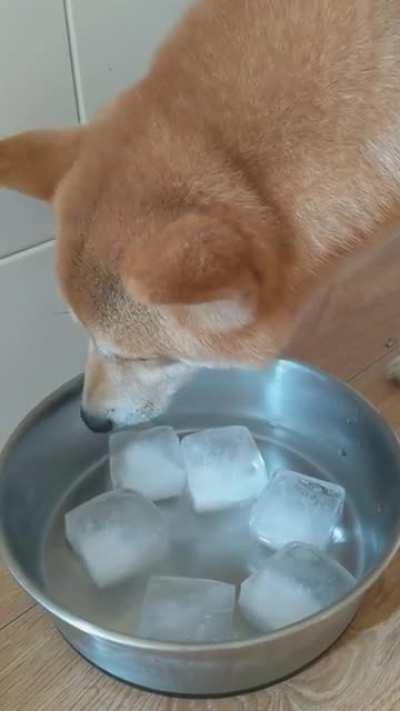 14 seconds of my dog licking ice