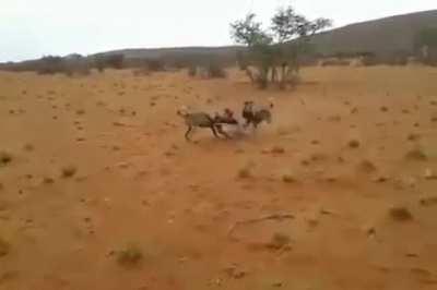 Painted dogs bring out their next meal (graphic sounds)