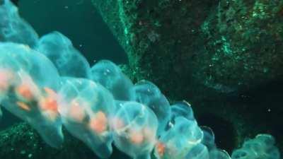 Salps are barrel-shaped, planktic tunicates. They move by contracting, and pumping water through their gelatinous body, one of the most efficient examples of jet propulsion in the animal kingdom. Salps strain the pumped water through its internal feeding 