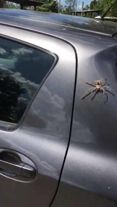 An unlikely hero swoops in to save a woman from a huge spider