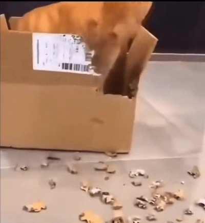 Wood Chipper Vermeer BC700XL 2.0