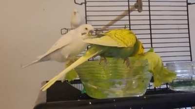 Texas Pete & Willy Wonka