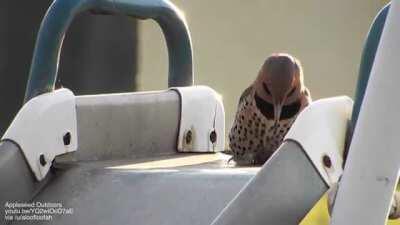 Machine gun woodpecker