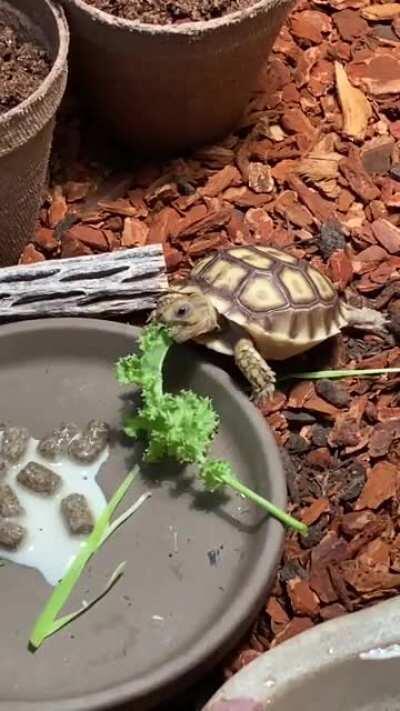 My sulcata hatchling has discovered NOMS 😋 (no it’s not milk, it’s wet calcium powder from the pellets)