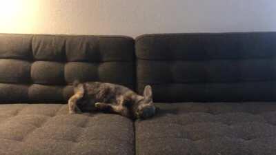 Luffy is one happy bun now that we’ve gifted him that couch.