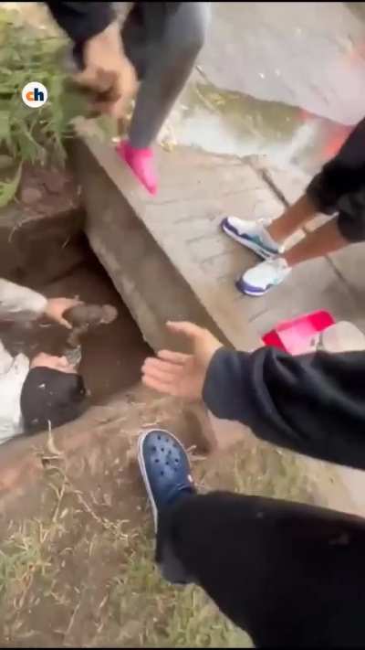 Una joven de Guaymallén rescató a 8 firulais atrapados en una acequia llena de agua y barro