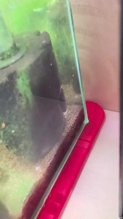 Need help about amano shrimps