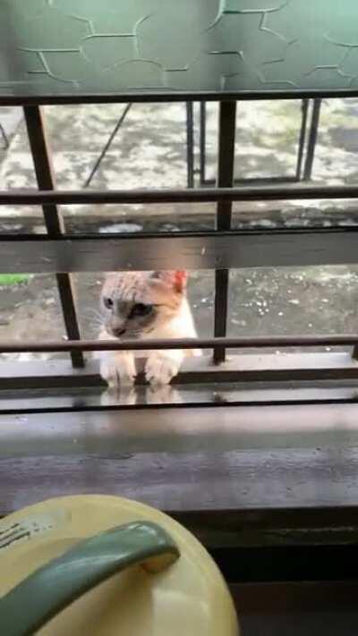 Kitty behind my house