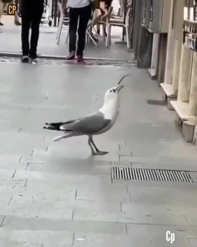 Seagull eating a rat