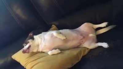 Angery doggo doin me a frighten (Mister Bubz)