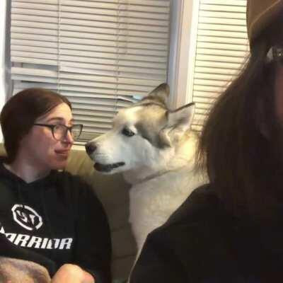 Anyone have full blown arguments with your dog?