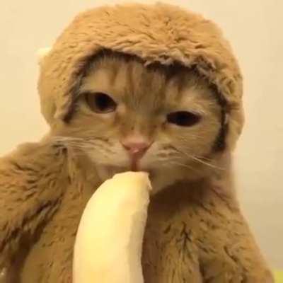 The look of defeat on the face of that monkey is just heartbreaking