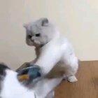 He's a quick learner