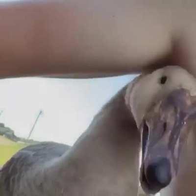 Thanks I hate nipple eating ducks