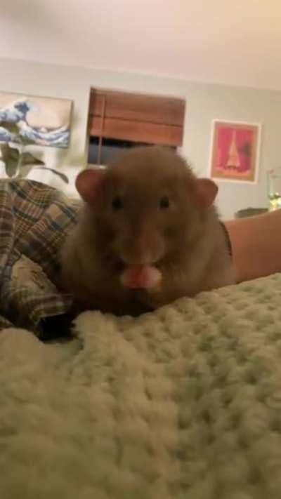 The sweetest little potato! I like to imagine he’s singing a little song to himself as he cleans his face.