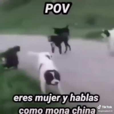 Perros conchetumare 😡