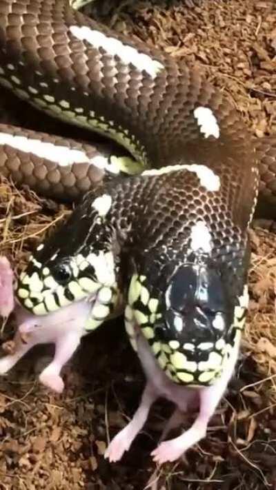 Two-headed snake eating two mice at the same time.