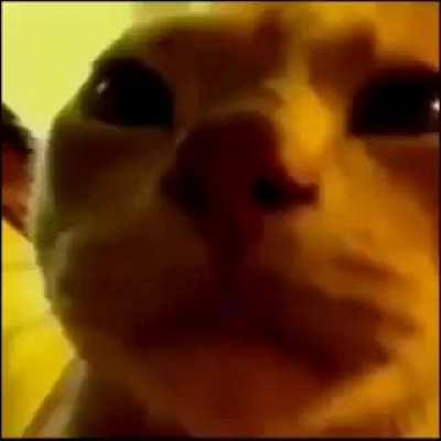 Law watching luffy and zoro vs kaido