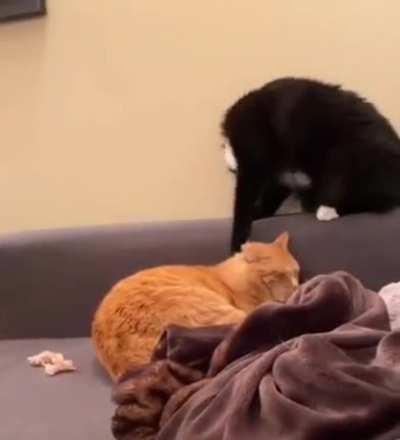 The power of greebles compels you! ... *lick-lick*