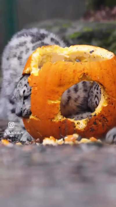 sneps preparing pumpkin pie