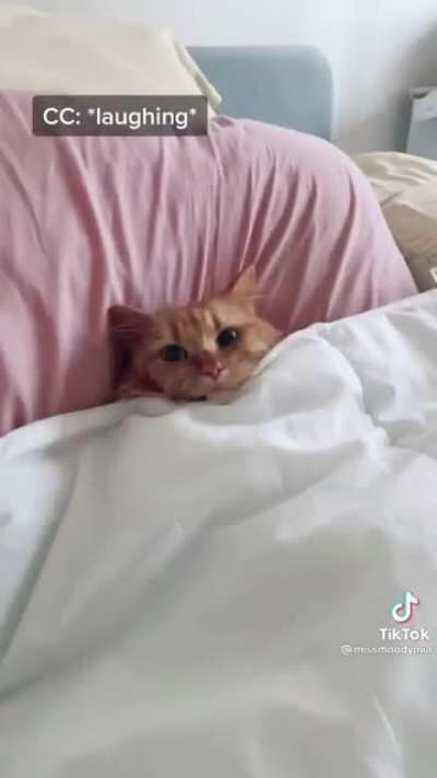 If the cat doesn&rsquo;t get you the owner&rsquo;s laugh will