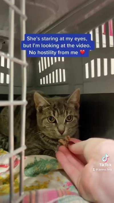 Aggressive kitten gets a second chance at life