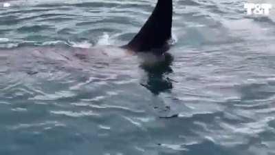 Otter leaps onto boat to escape death by Orca