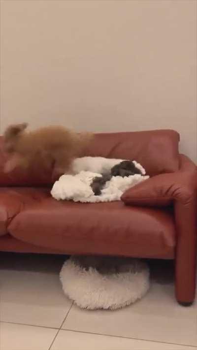 There are two types of dogs..