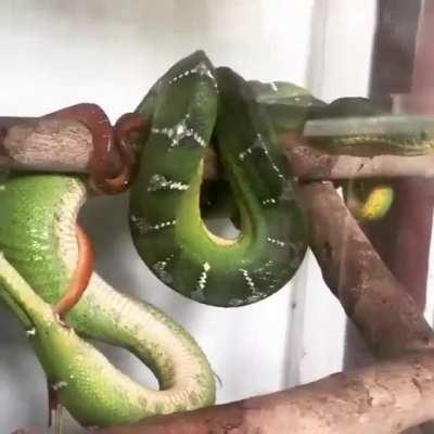 A boa constrictor giving live birth...straight out of a sci-fi horror