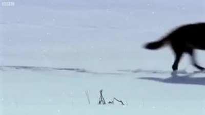 Когда вернулся домой с командировки не во время...