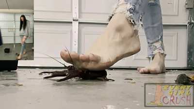 Barefoot Crush Rules