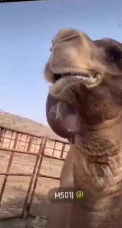Camel does whatever it did