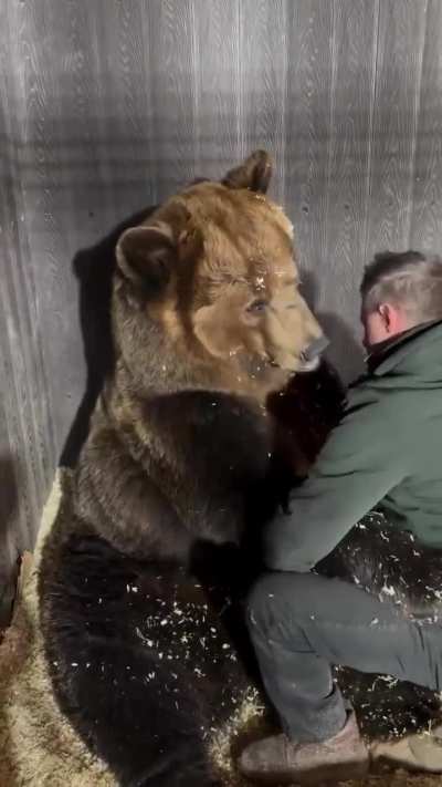 Nawww the bear thought he was getting a hug😭😭