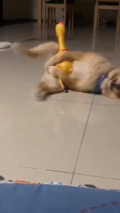 I guess he likes his new toy 👉🏼👈🏼