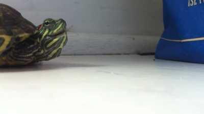 Estornudo de tortuga