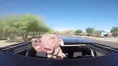 Nothing like a sunroof to make a dog happy