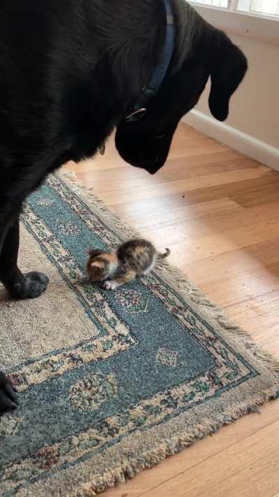 Baby Mushroom having a teeny startle first time playing with the doggo