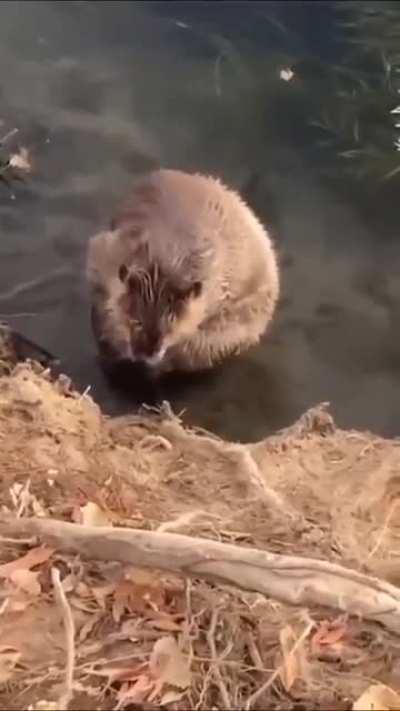 Чистота - Залог здоровья!