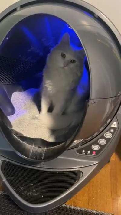 I bought a fancy new litter robot, and all she wants to do is sit around in it.